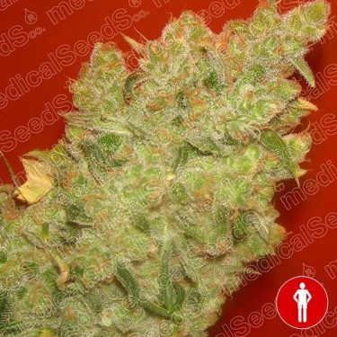 Jack la Mota cannabis plant