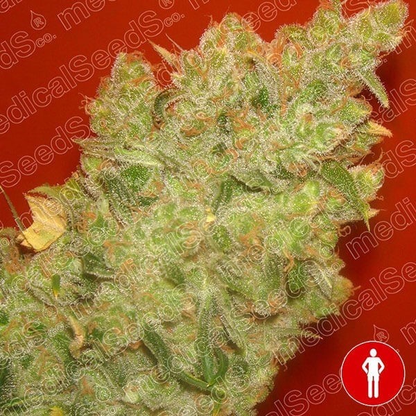 View Jack la Mota cannabis plant