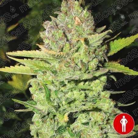 Devil Fruit cannabis plant