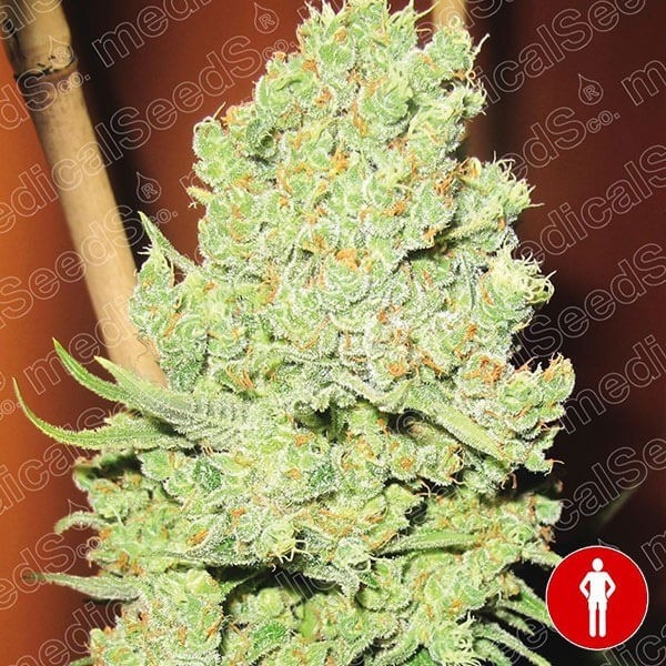 View Channel + cannabis plant