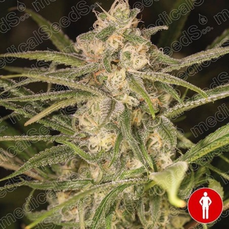 No Name auto Cannabis Plant