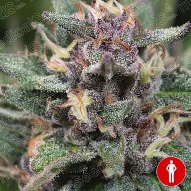 Blue Hell auto Cannabis Plant