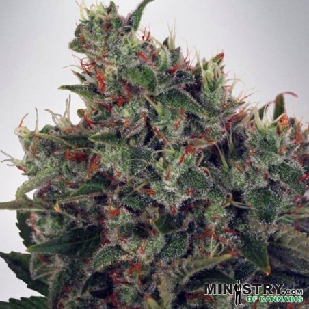 Ultra White Amnesia cannabis plant