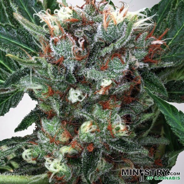 View Zensation marijuana plant