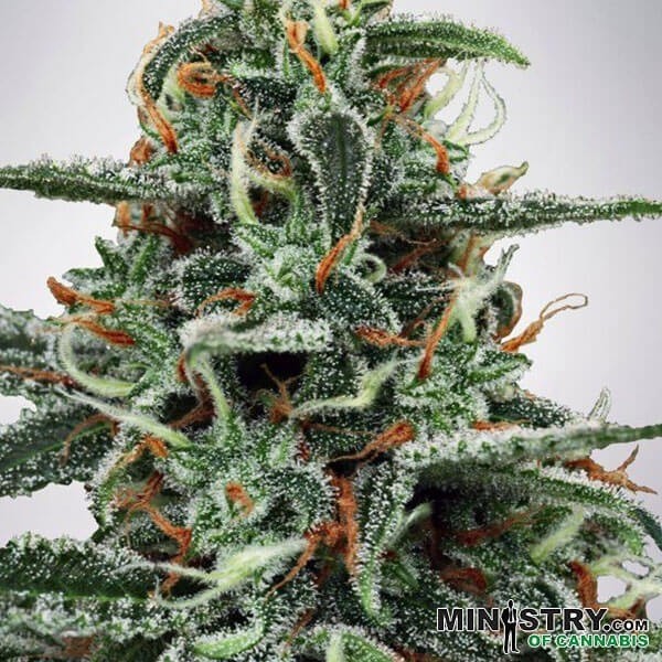 View White Widow cannabis plant