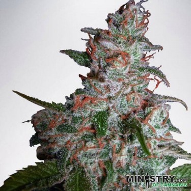 Northern Lights