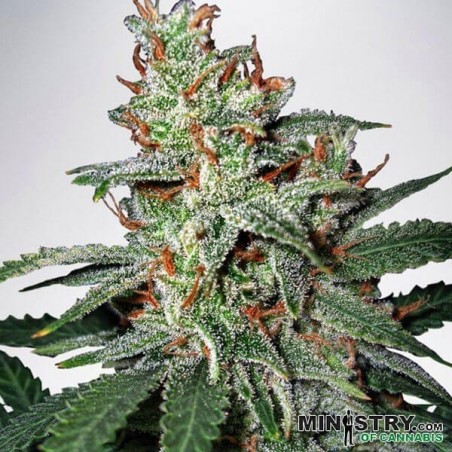 Carnival cannabis plant