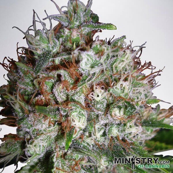 View Big Bud XXL marijuana plant