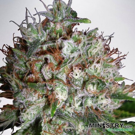 Big Bud XXL marijuana plant