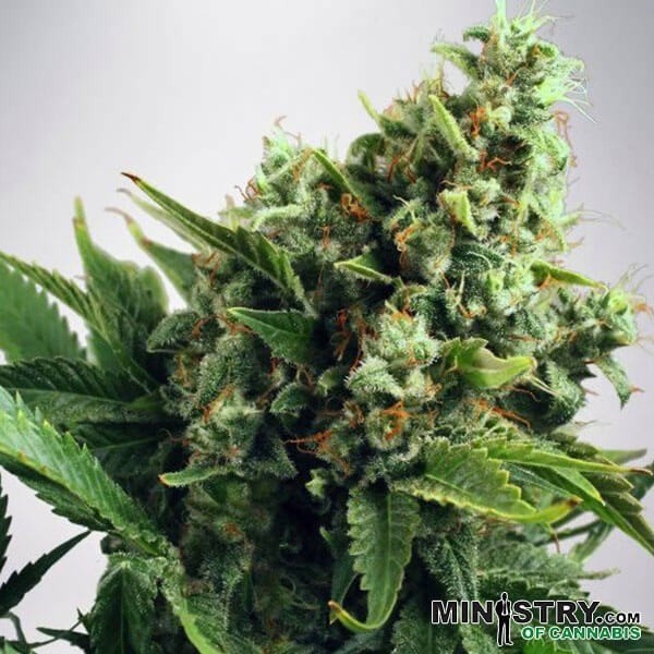 View Auto White Widow cannabis plant