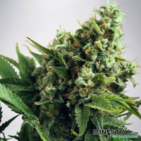 Auto White Widow cannabis plant