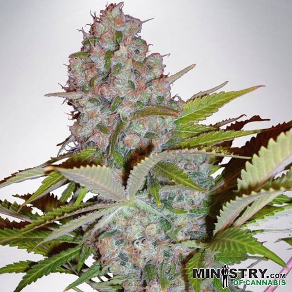 Auto Cheese NL cannabis plant