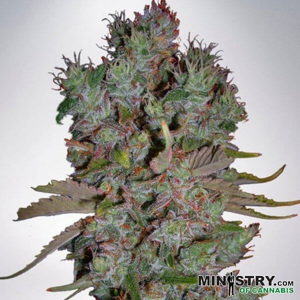 View Auto Blueberry Domina cannabis plant