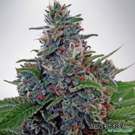 Auto Blue Amnesia cannabis plant