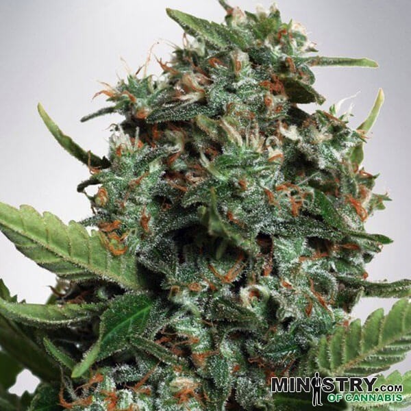 Autopilot XXL cannabis plant