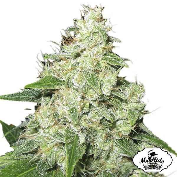 View Mr. Sour-R Cannabis Plant