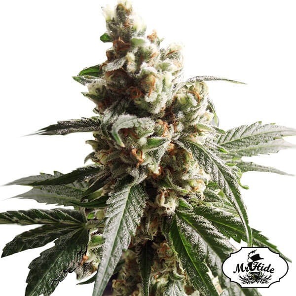 View Mr. Mango Crack Marijuana Plant