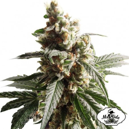 Mr. Mango Crack Marijuana Plant