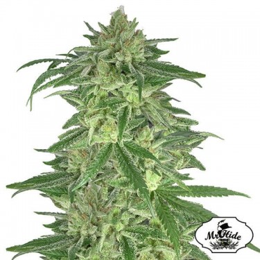 Mr. Gorilla Cream Marijuana Plant