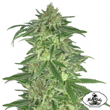 Mr. Gorilla Cream Marijuana Plant