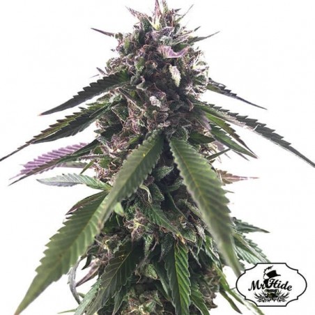 Mr. Blueberry Bud Marijuana Plant