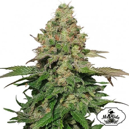 Mr. Black Banana Marijuana Plant