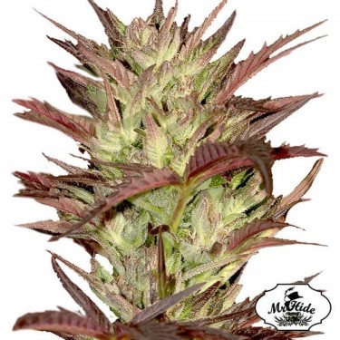 Mr. Jekyll Kush Cannabis Plant