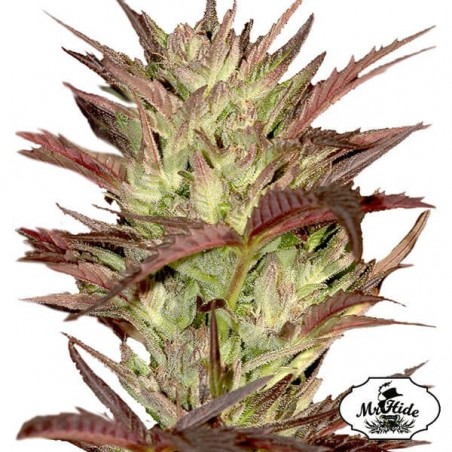 Mr. Jekyll Kush Cannabis Plant