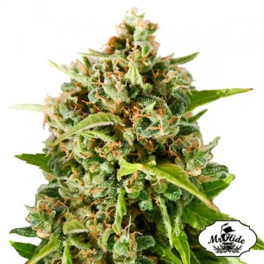 Mr. Mother Earth Cannabis Plant