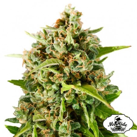 Mr. Mother Earth Cannabis Plant