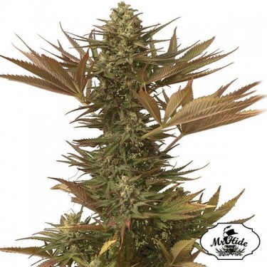 Mr. Eiden Mass Cannabis Plant