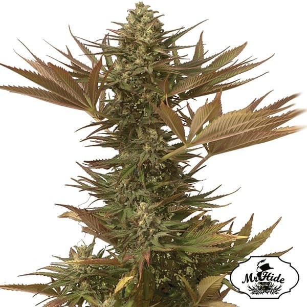 View Mr. Eiden Mass Cannabis Plant
