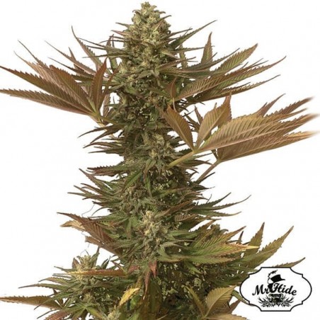 Mr. Eiden Mass Cannabis Plant
