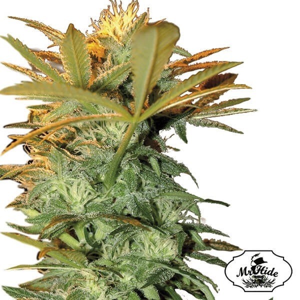 View Mr. Kritical Mass Cannabis Plant