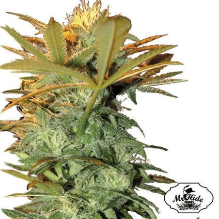 Mr. Kritical Mass Cannabis Plant