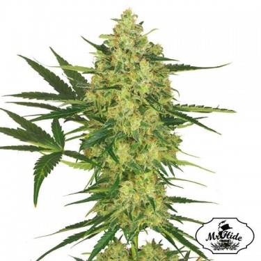 Mr. Cheese Mass Cannabis Plant