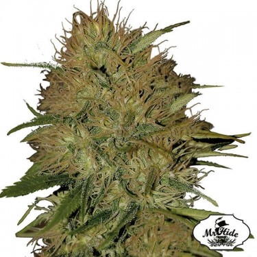 Mr. Jack Mass Cannabis Plant