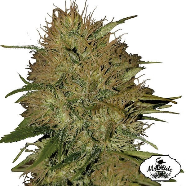 Mr. Jack Mass Cannabis Plant