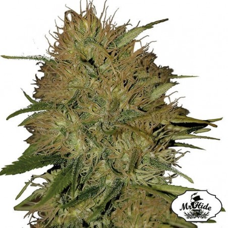 Mr. Jack Mass Cannabis Plant