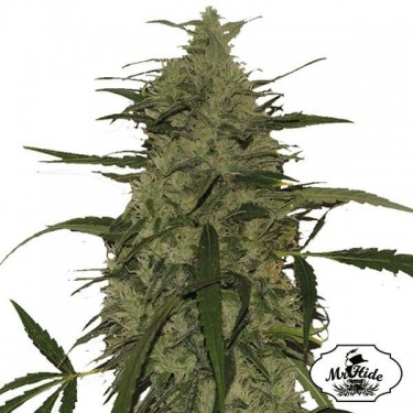 Mr. Amnesia Mass Cannabis Plant
