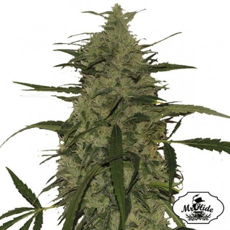 Mr. Amnesia Mass Cannabis Plant