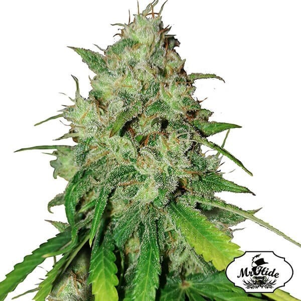 View Mr. Shiska Cannabis Plant