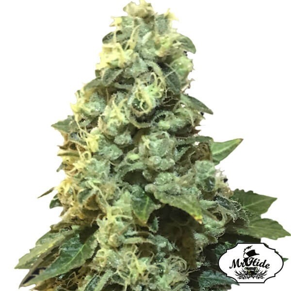 View Mr. 420k Cannabis Plant