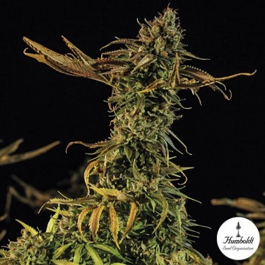 Blueberry Headband Cannabis Plant