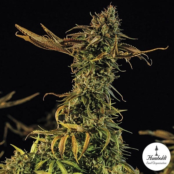 View Blueberry Headband Cannabis Plant