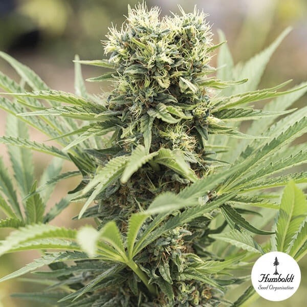 View Dedoverde Haze Cannabis Plant