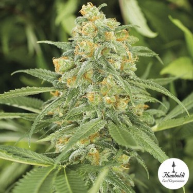 Green Crack Cannabis Plant