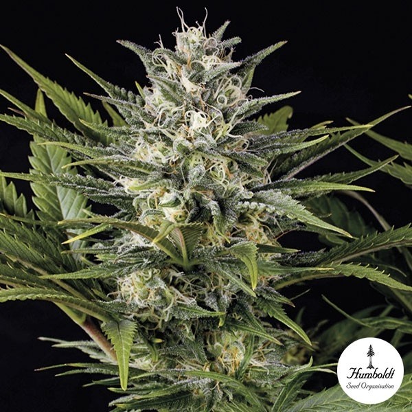 View Pineapple Skunk Cannabis Plant