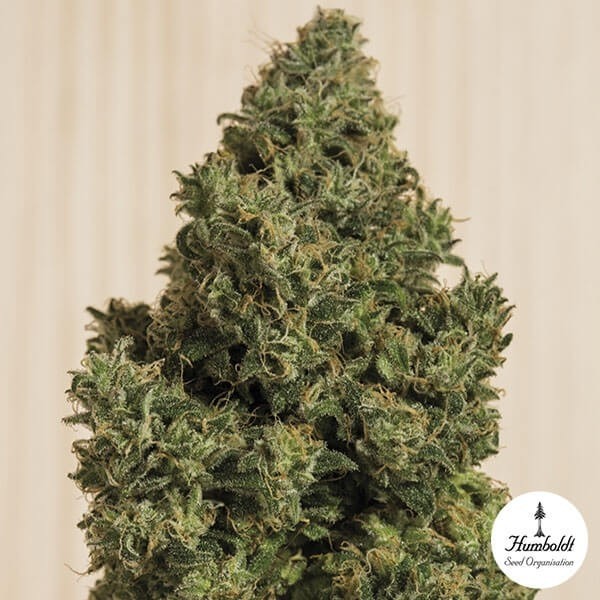 View Blue Dream CBD Cannabis Plant