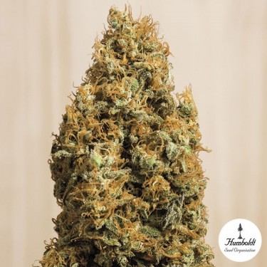 Green Crack CBD Cannabis Plant